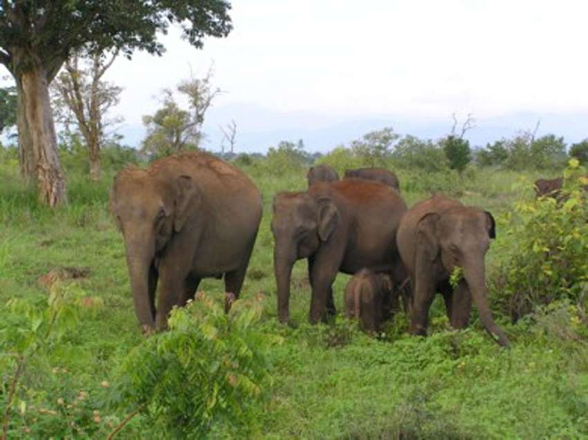 Soms zie je nog veel meer olifanten in Mineriya