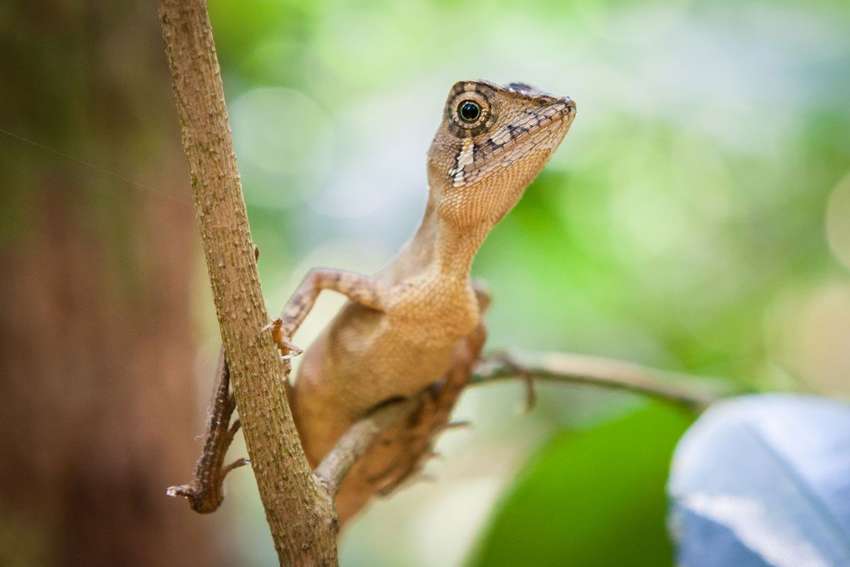 Een van de dieren die je tegen kunt komen in het regenwoud van Sinharaja<br>