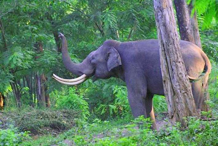 Olifant in het Periyar national park
