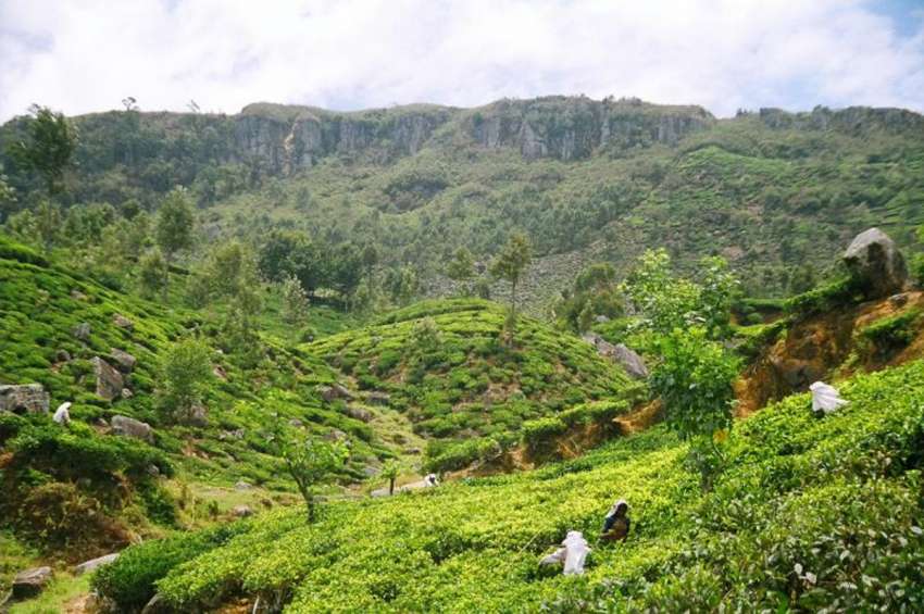 Theeplantage hoog in de bergen van Sri Lanka