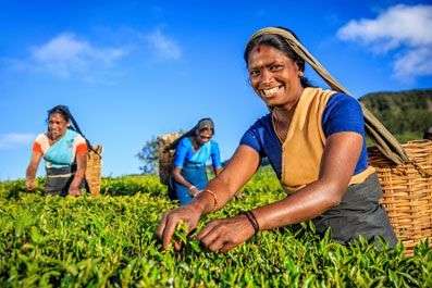 Op de theevelden van Sri Lanka zie je de dames plukken