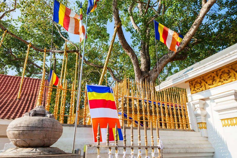 Bodhi boom in Anuradhapura