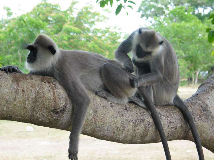In Polonnaruwa is er altijd wel een aap te spotten
