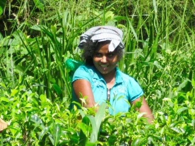 Bezoek de theeplantages tijdens je Sri Lanka budget rondreis<br>
