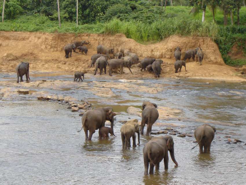 Pinnawela olifanten spelen in de rivier
