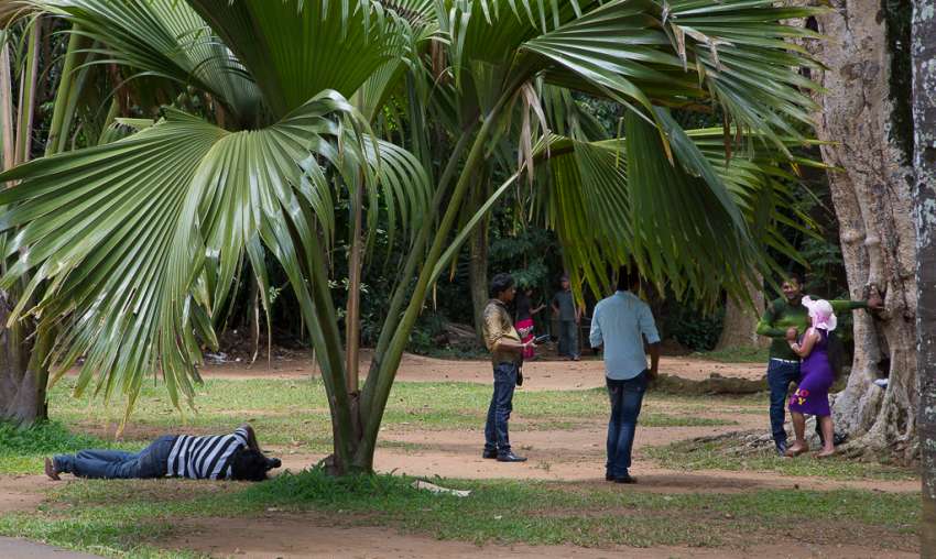 De botanische tuin is de plek waar menig Sri Lankaans koppel zich laat vereeuwigen