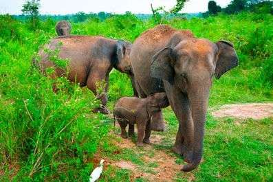 Sri Lanka olifanten spotten met de kids