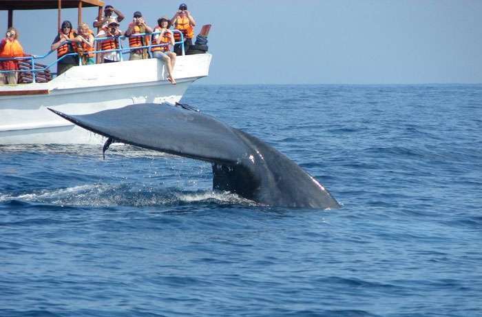 Duiken bij Trincomalee in Sri Lanka