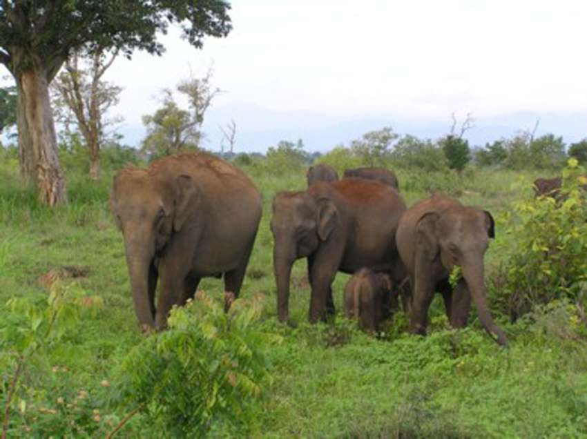 Olifanten in het Mineriya national park in Sri Lanka