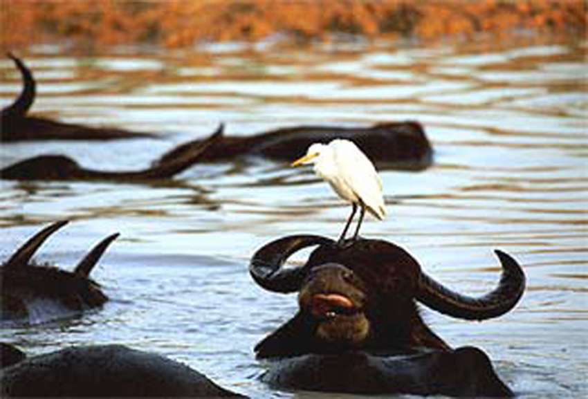 Waterbuffels in Yala national park