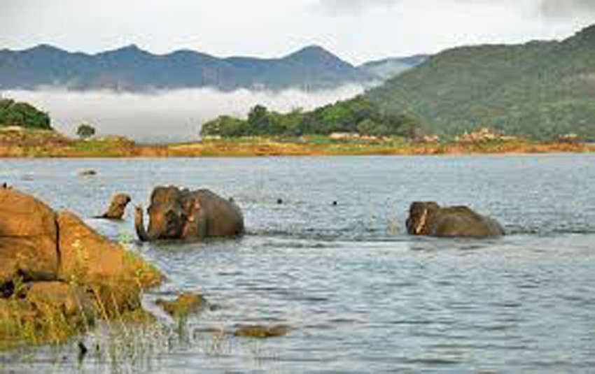 Als je geluk hebt kun je de olifanten in het water aantreffen<br>