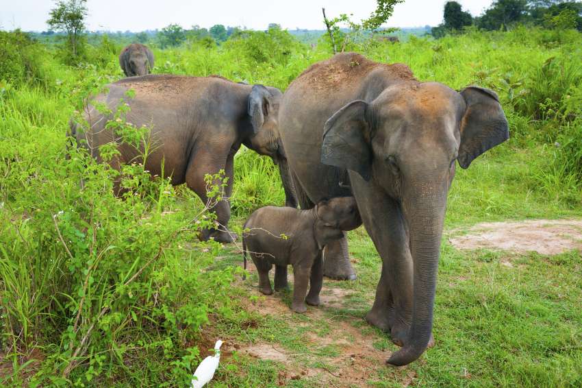In Udawalawe kun je soms dicht bij de olifanten komen.<br>