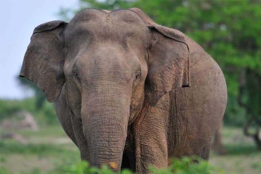 Best groot zo'n olifant in Udawalawe...