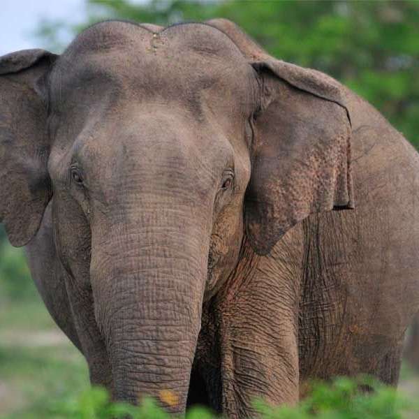 De olifanten van Udawalawe in Sri Lanka
