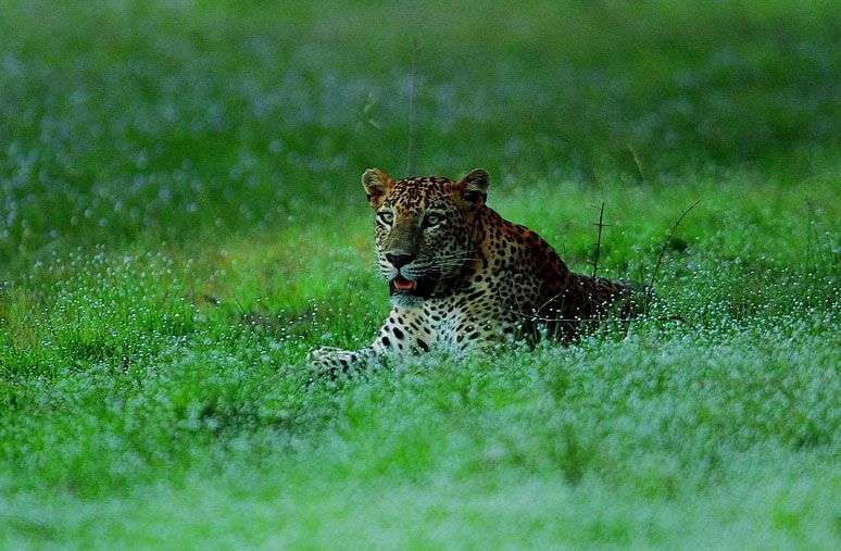 Spot een luipaard tijdens je Sri Lanka rondreis